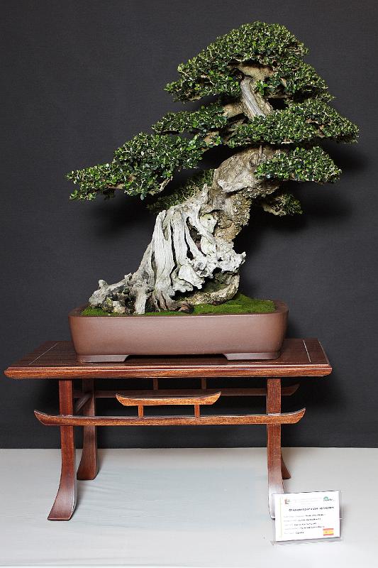 Bonsai, cay the, cay canh nghe thuat, cây cảnh nghệ thuật